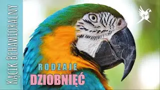#13 Kącik behawioralny - SIŁA DZIOBA I RODZAJE DZIOBNIĘC
