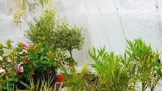 Hivernage des plantes frileuses en  serre