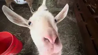 Animal land at Mount Tom 2024