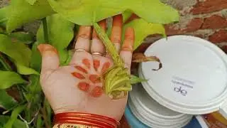 Beautiful Brahma kamalam plant's growing 
