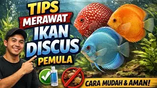 TIPS CARA MERAWAT IKAN DISCUS DENGAN TEPAT