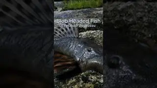 🐟  Blob Headed Fish: พบครั้งแรก ปลา &lsquo;หัวเยลลี่&rsquo; จากอเมซอน 🌿🌏
