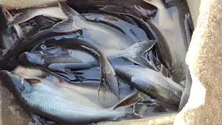 pangas fish ready for sale...