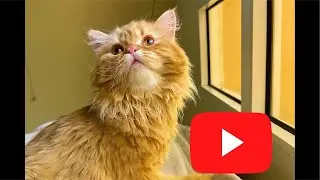 Brush, Fluff, Purr 💛 | Cat Grooming Live 🐈❤️💕🤩