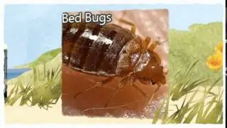Official Pest Control Fairfield CA 510-545-4044 Bed Bugs Treatment