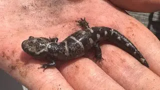 Catching a Marbled Salamander!