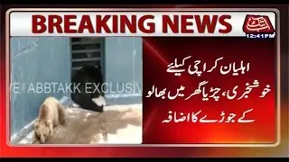 Karachi Zoo gets Bear pair