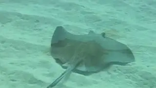 Southern Stingrays