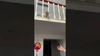 Incredible Cat Skills: Feline Phenom Plays Badminton in China