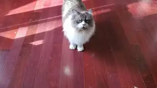 My Cat Meows and Flops on His Side | TAC