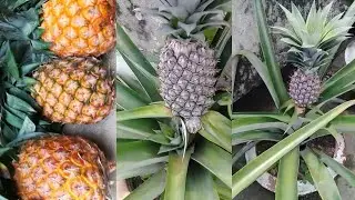 How to grow pineapple at home / How to grow pineapple from crown / Growing pineapple