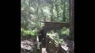 Parczew Forest