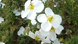 White cultivar - Potentilla fruticosa - Runnamura - Bl&oacute;mstrandi runnar - Dvergrunnar