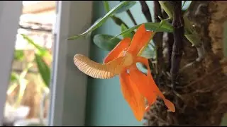 Первый раз у меня зацвел дендробиум 😁. Dendrobium unicum