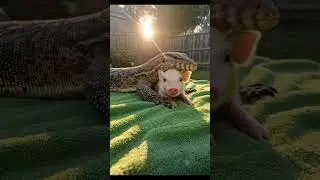 Unlikely Best Friends! Baby Piglet & Monitor Lizard's Adorable Bond | Cutest Duo Ever! 🐷🥹❤️🐊