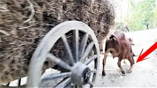 Cow Cart Accident show || Bullock Cart ride || Amazing View of Bangladeshi Village