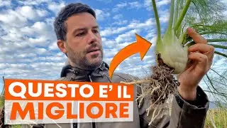 FINOCCHIO Maschio e Femmina: come RICONOSCERLI