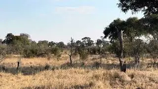 Botswana, Okavango Delta, Khwai River - Martial Eagle swoops in on mob of Mongooses - Aug 2025