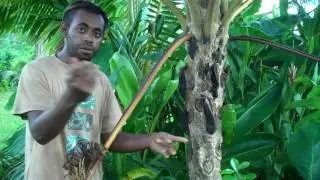 VANUATU&mdash;useful plants of Aneityum (Keamu) Island