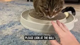 Is AUOON Cat Scratcher Toy - Cat Scratch Pad with Cat Toy Ball Track worth it?