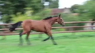 Vid&eacute;o LOT 465 OXYDIA DE VIVE Ventes de Trotteurs de Caen - 23 septembre 2025