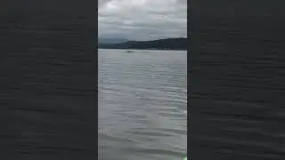 Case inlet whale sighting near treasure island bridge (2)