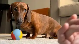 Does mini dachshund understand human gestures?