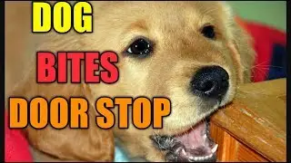 Dog attacks doorstop *MUST SEE*
