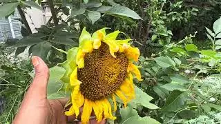 Come Along On My First Sunday  Sunflower Stroll