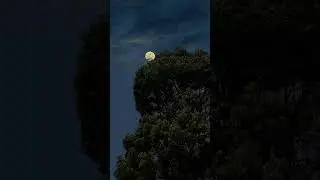 nature animation background video no copyright | free natural video | #nocopyright
