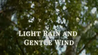 8 Hours of Light Rain and Gentle Wind | Sleep Instantly | Rain Sounds for Deep Rest