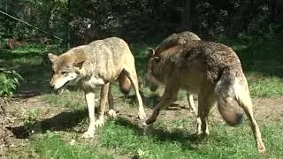 WOLF PACK Dominance and submissive behaviour among three grey wolves