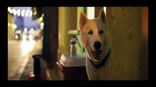 Why Do Dogs Chase Cats? The Surprising Reasons Behind the Chase!