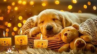 Peaceful Pet Sleep Music 🐾 Comforting Ambience for Relaxation