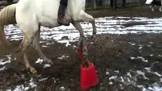 2011 Ohio Versatile Horse and Rider Application: Beka & Stormy