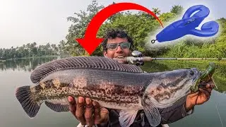 ജീവിതത്തിൽ ആദ്യമായി മയിൽ വാഹയെ കിട്ടി! 😱 | Rare Peacock Snakehead (Mayil Vaha) Fishing