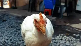 CHICKEN MONTAGE
