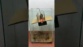 Great homemade mouse trap idea from cardboard 2024 #rat #rattrap #mousetrap #shorts