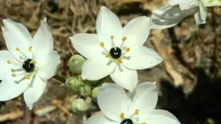 Jijal