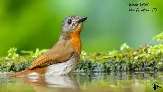 Birds of Coorg
