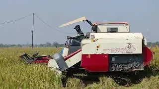 Panen padi inpari 32