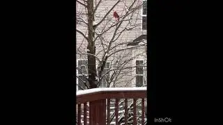 A Northern Cardinal enjoying the snow #shortsfeed #viral #viralvideo #birds #cardinals #snow