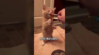 🤫Как БЫСТРО заставить кошку доверять вам