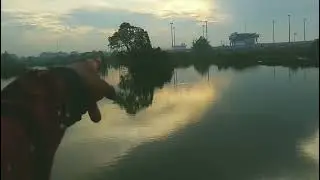Rute empang bang pere sarang nyamuk marunda