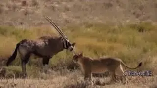 Amazing Animal Fight Gemsbok vs Lion & Cheetah