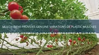 Are you planning on growing a tomato crop? | Mulch India