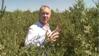 Rise of the superweeds