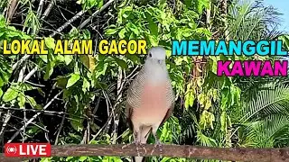 suara burung Perkutut Lokal Gacor paling manjur buat masteran