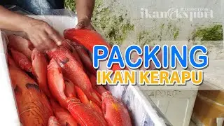 CARA PENGEPAKAN IKAN KERAPU [TUTORIAL & EDUKASI BISNIS IKAN EKSPORT]