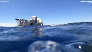 Labrador Kisses Friendly Whale Shark on Nose || Dogtooth Media